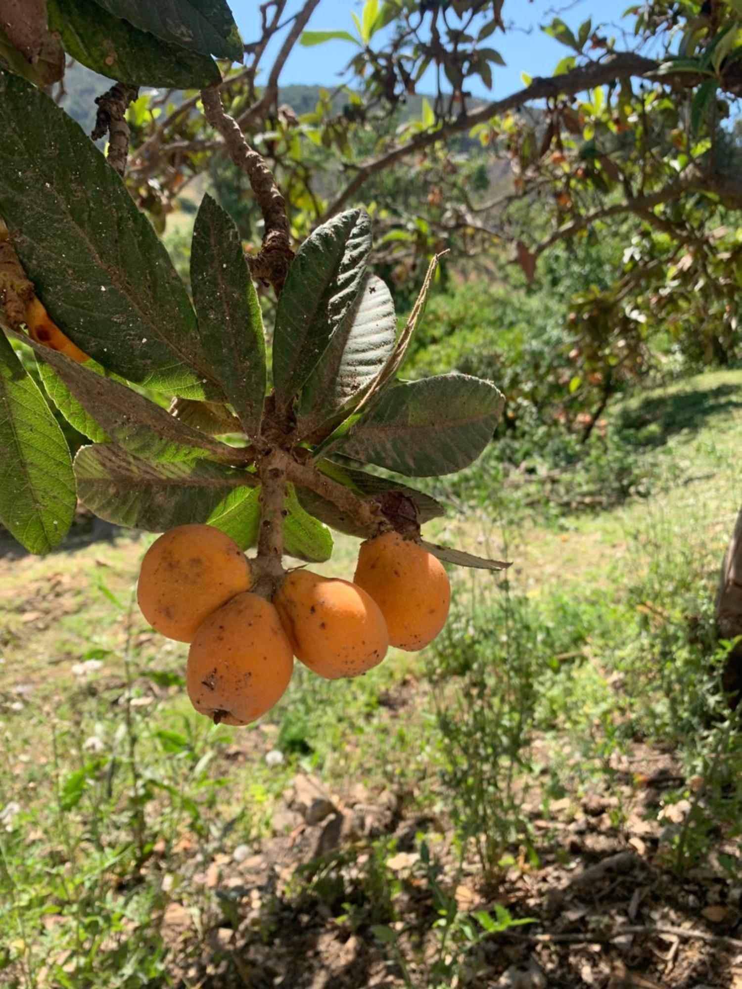 El Bufon De La Corte Carratraca Buitenkant foto
